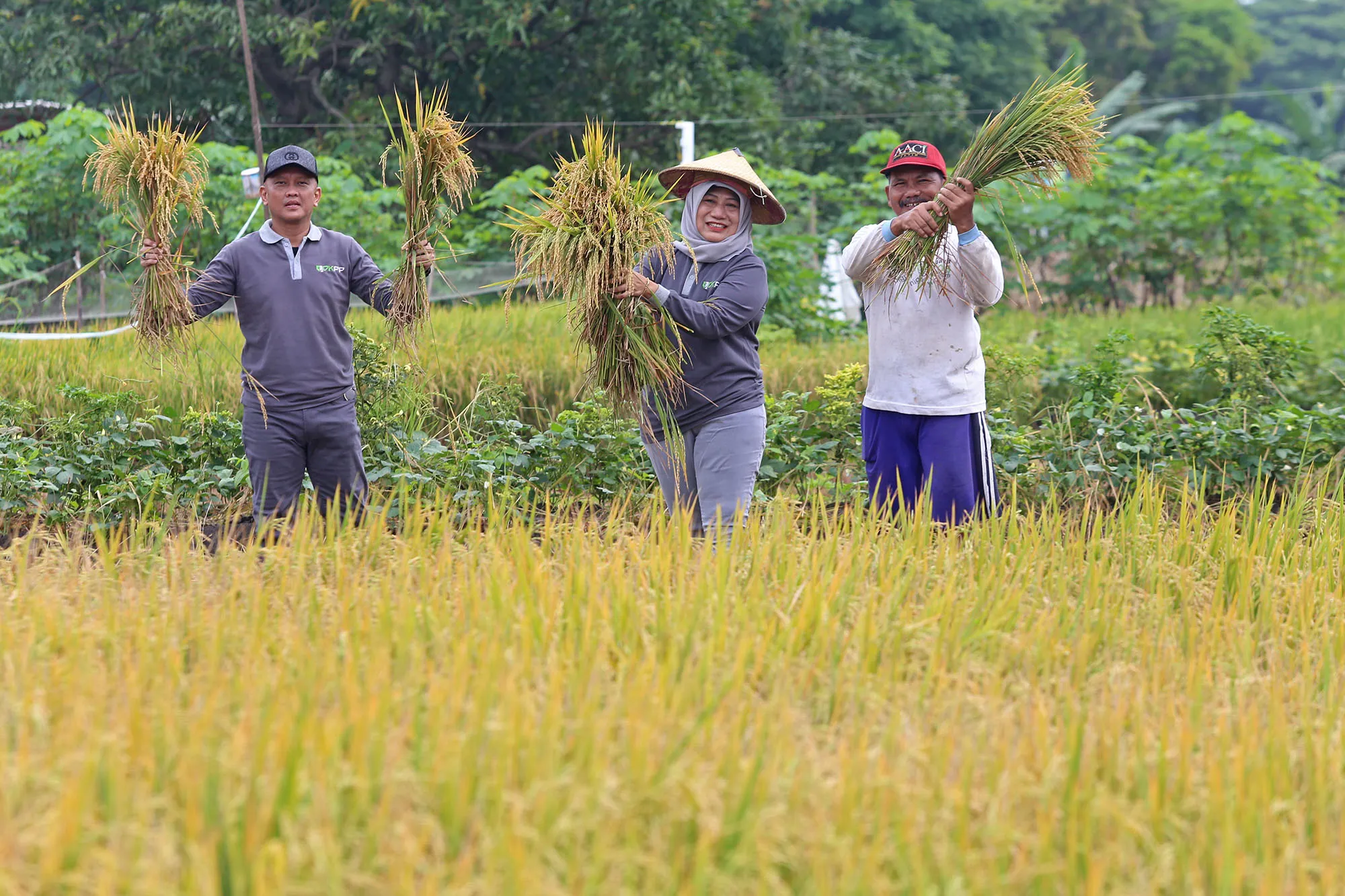 Mampu Tekan Laju Inflasi dalam Setahun, Panen Raya di Kelurahan Made Hasilkan 3 Ton Padi
