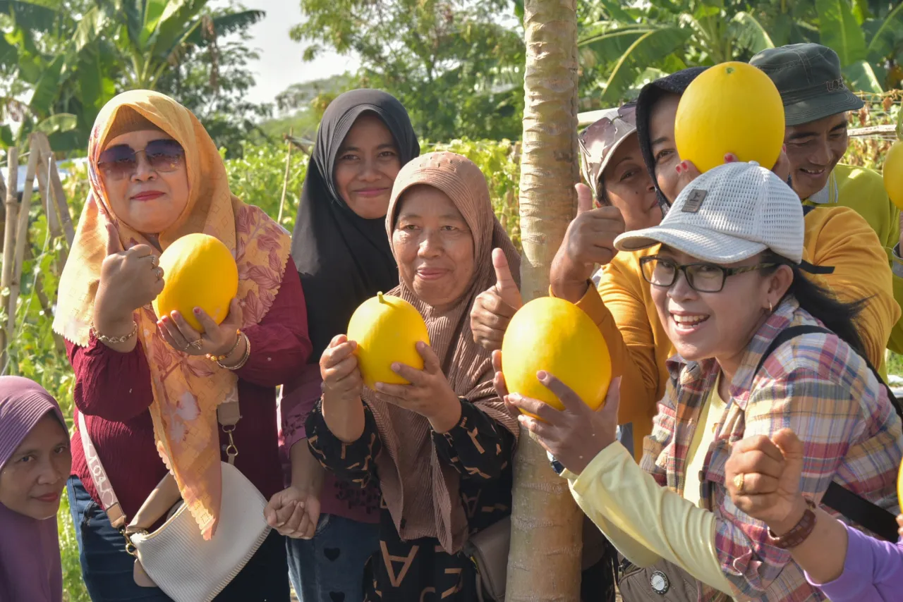 Pertaniah di Tengah Kota, Surabaya Panen 2 Ton Golden Melon, Lokasinya di Sini