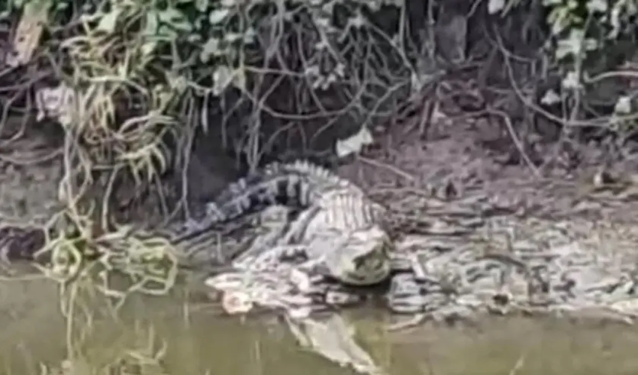 Heboh Buaya Besar dengan Panjang 2,5 Meter Muncul Wonorejo Surabaya, Warga Jadi Resah