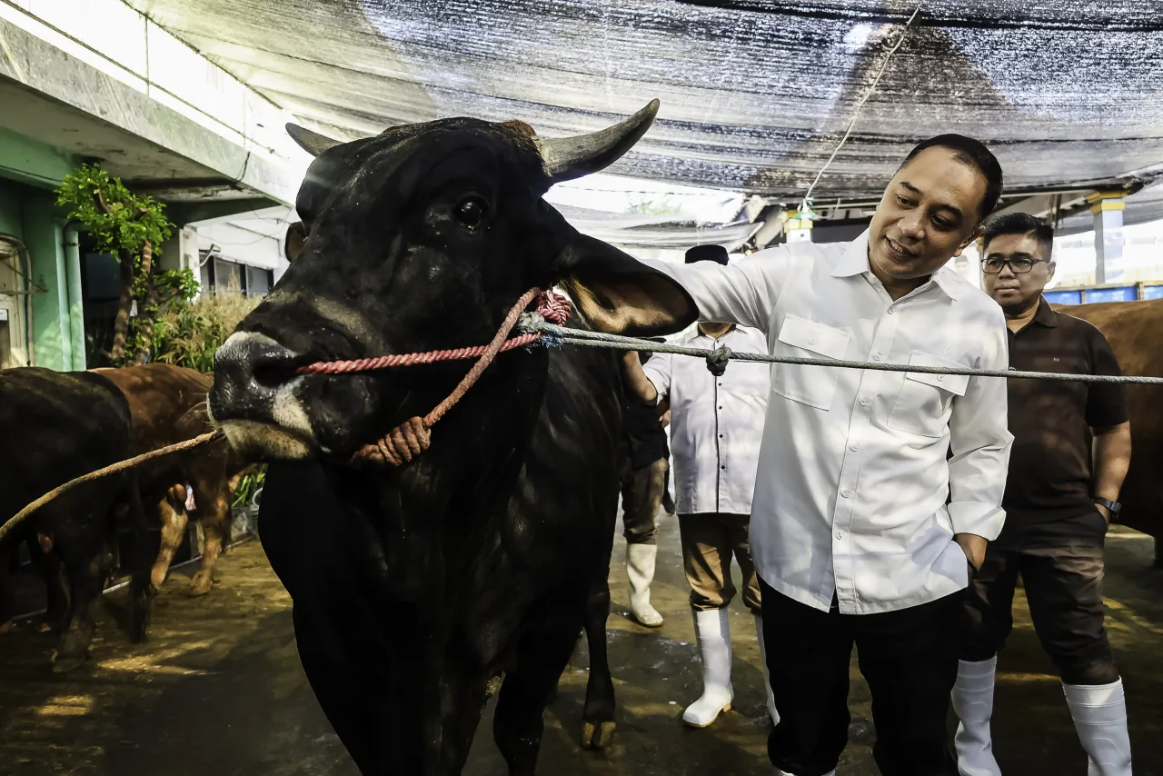 Pastikan Kesehatan Hewan Kurban, Wali Kota Eri Cahyadi Cek Sapi Presiden hingga RPH Surabaya