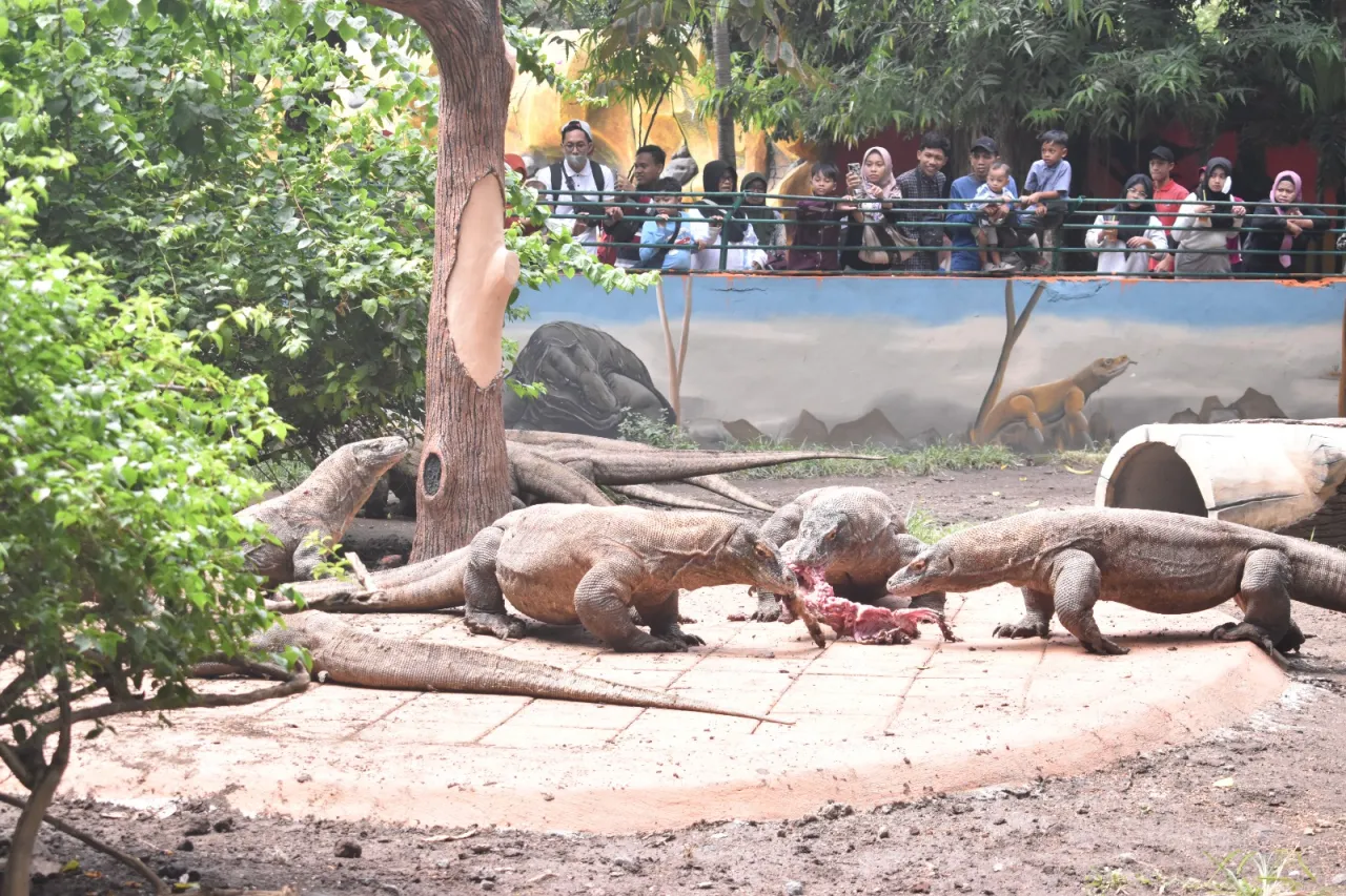 Baca juga : Kebun Binatang Surabaya Hadirkan Edukasi Interaktif Lewat Keeper Talk Komodo