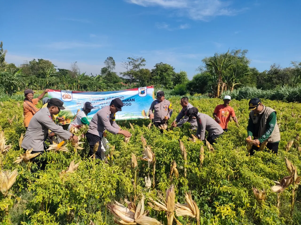 Baca juga : Polres Probolinggo Bersama Kelompok Tani Tunas Harapan Lakukan Panen Jagung di Bantaran
