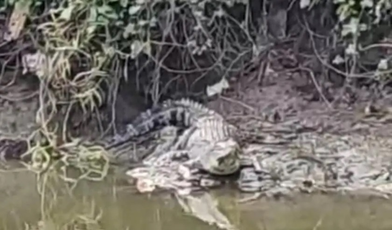 Penampakan buaya Besar di Sungai Wonorejo Rungkut Surabaya
