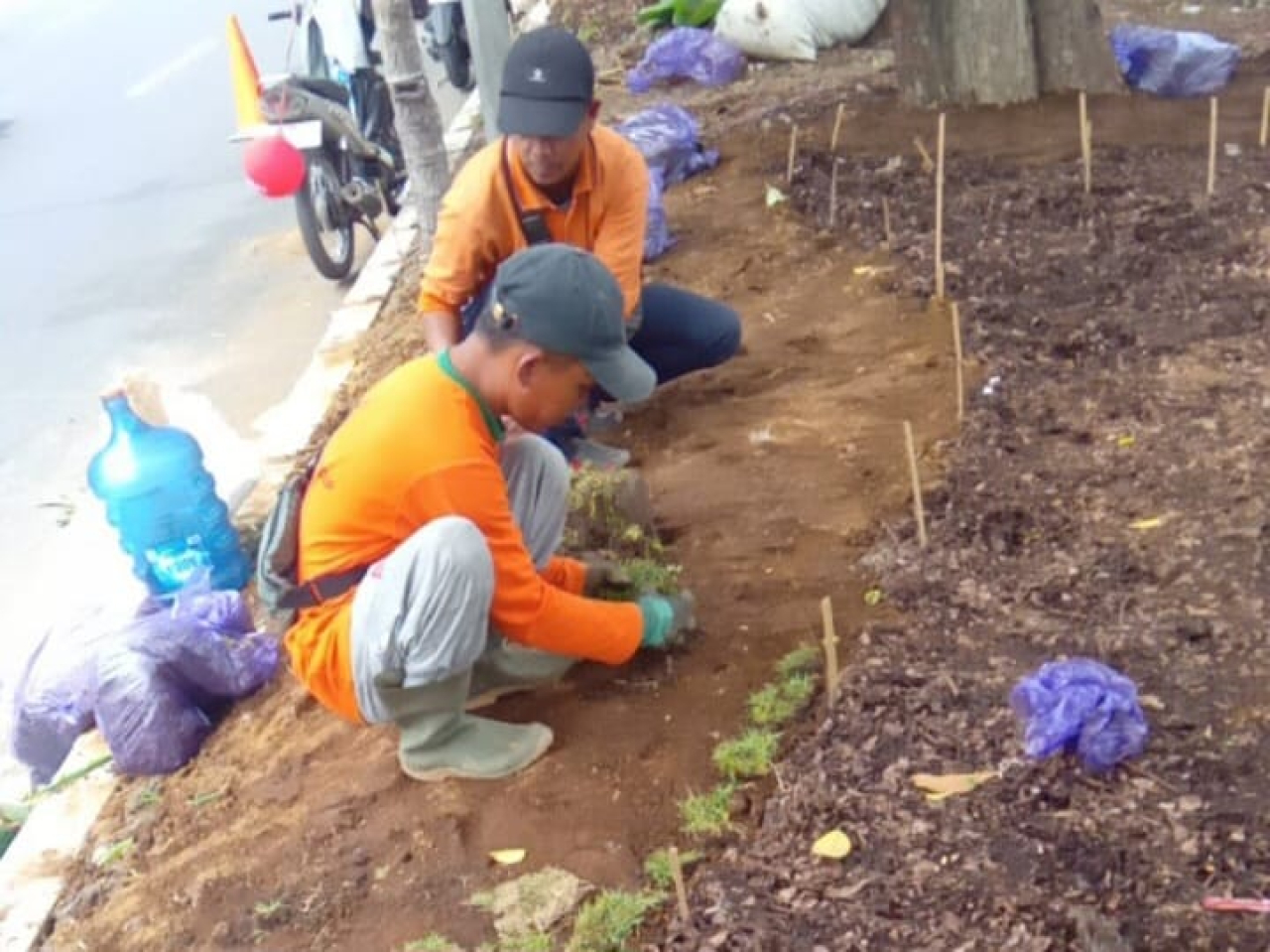 Penataan taman di Jalur Hijau Surabaya gunakan sedimen sungai