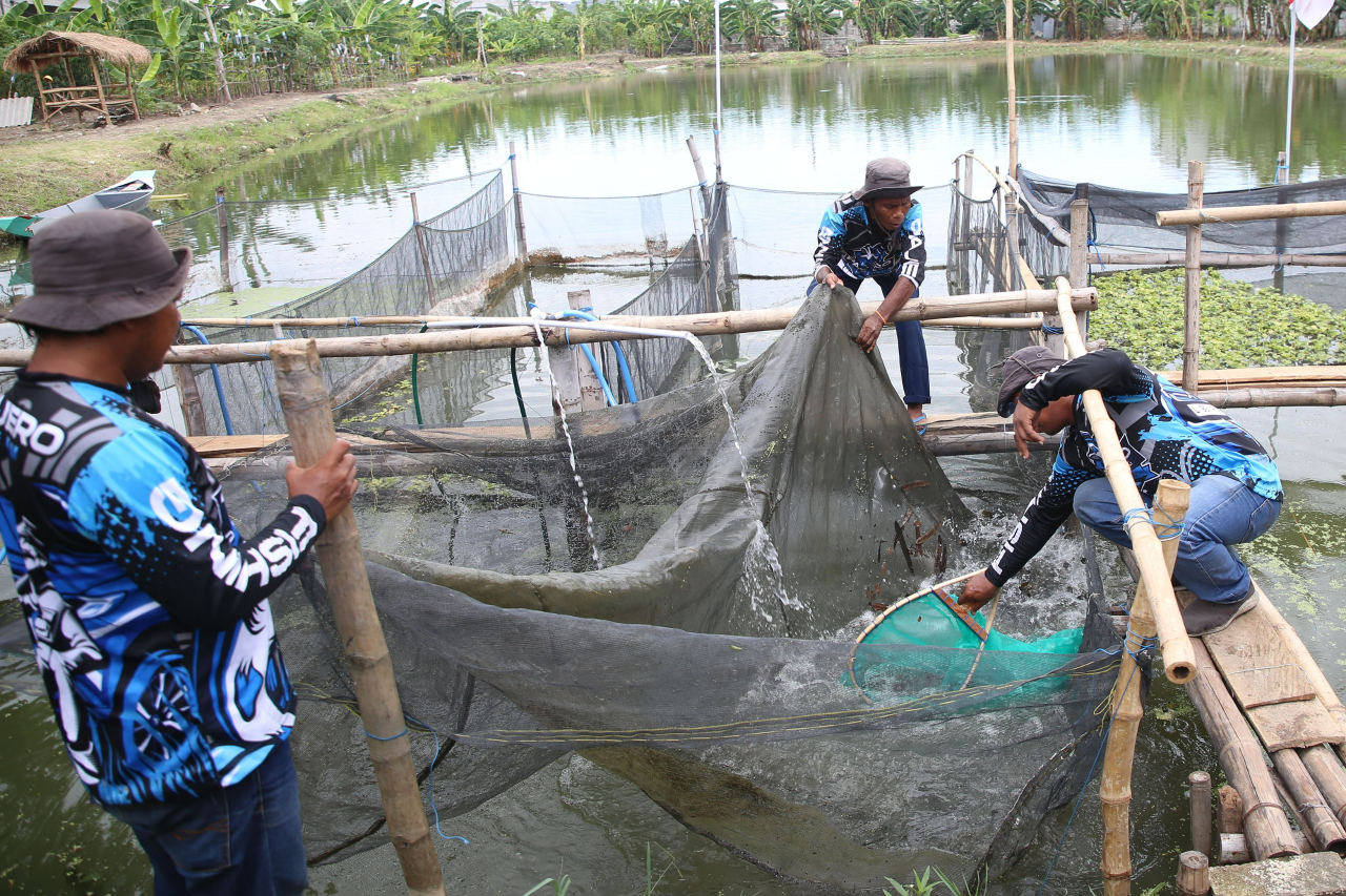 Pemkot Surabaya bersama Kelompok Tani (Poktan) Pajero Grup menggelar panen raya di Telaga Semanggi, Rabu, (12/2/2025)