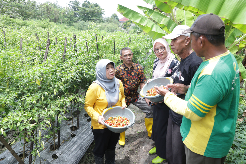Panen cabe di Surabaya