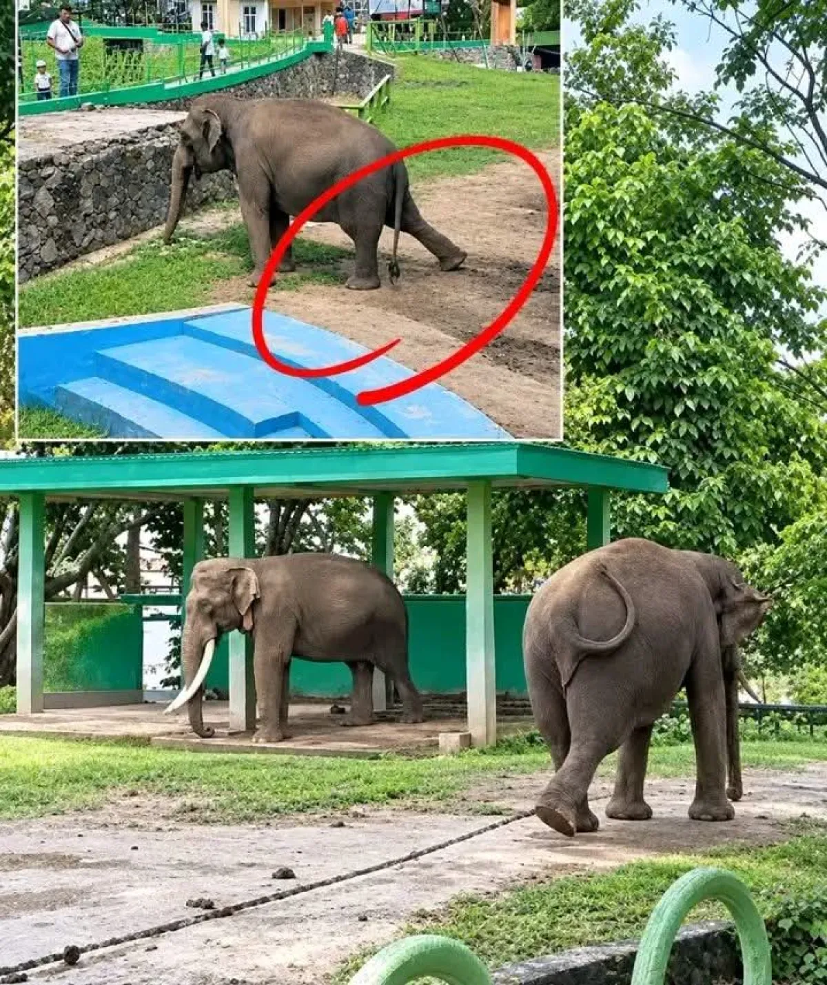 Nasib Gajah di Kebun Binatang Bukit Tinggi