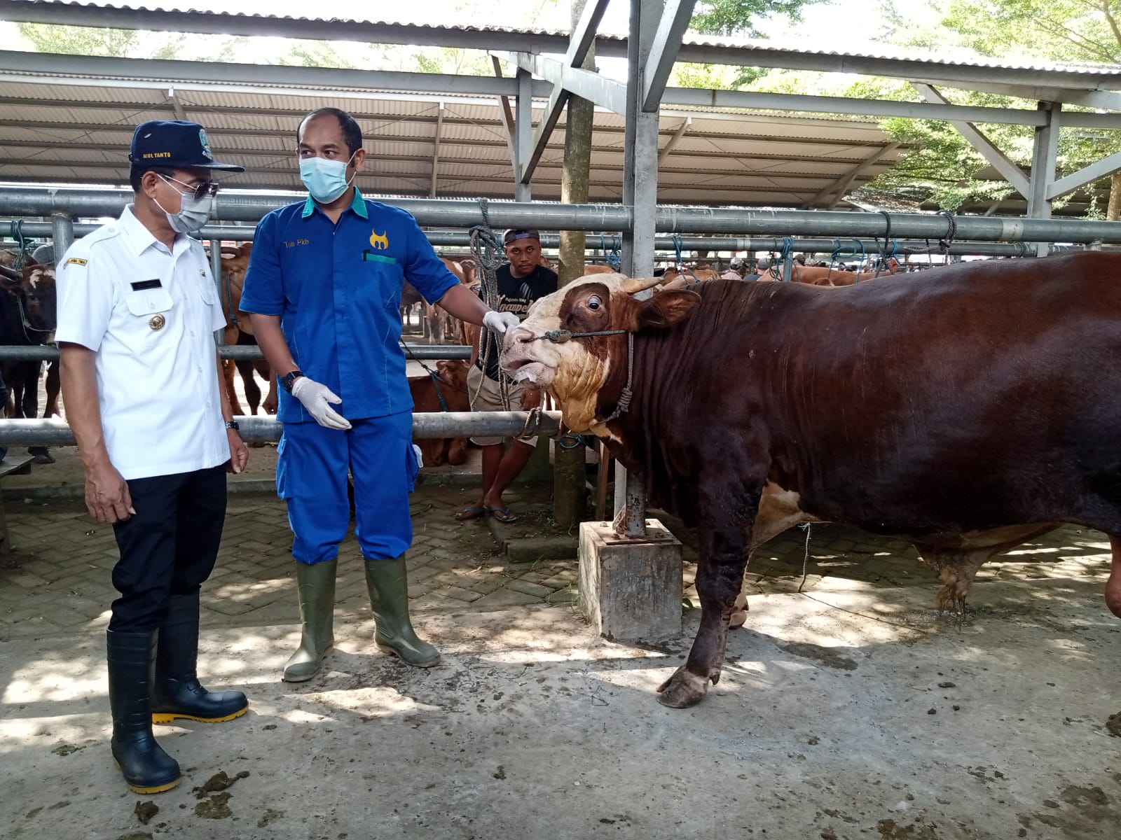 Petugas memeriksa sapi di salah satu kandang