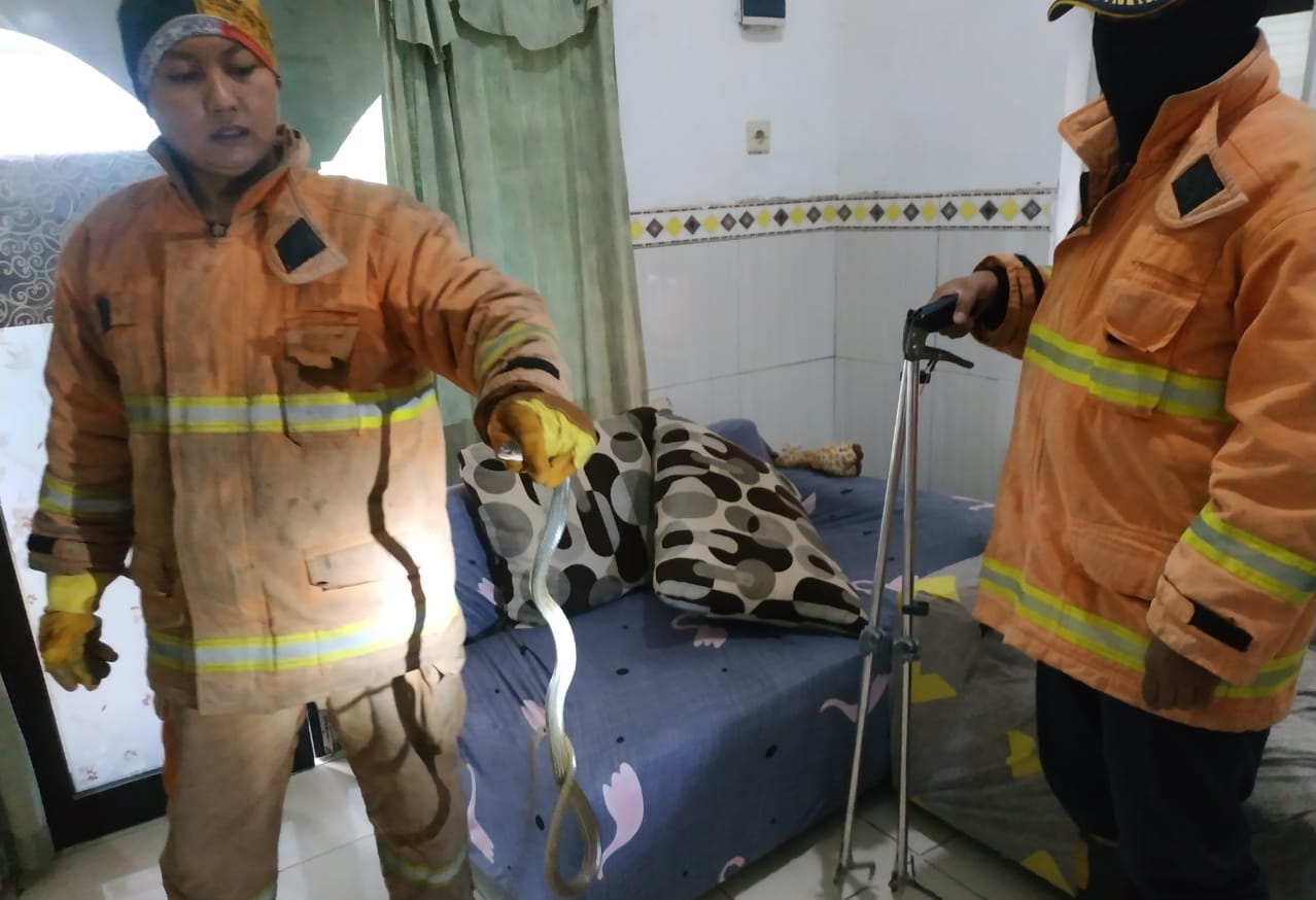 Dinas pemadam kebakaran Gresik mengamankan dua ular di bawah sofa rumah Jalan Giok, Perumahan Kota Baru Driyorejo, Gresik.