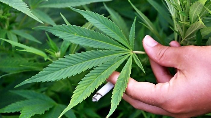 tanaman ganja