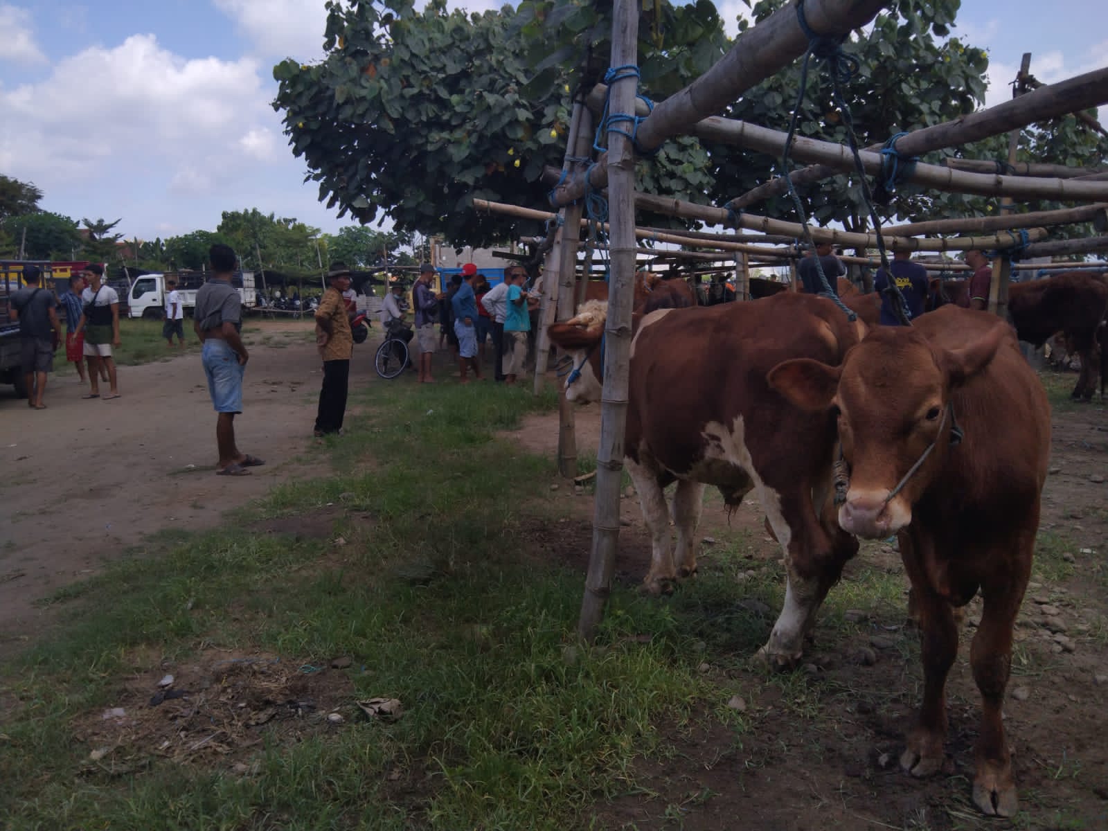 Aktifitas perdagangan hewan di pasar hewan di Tulungagung