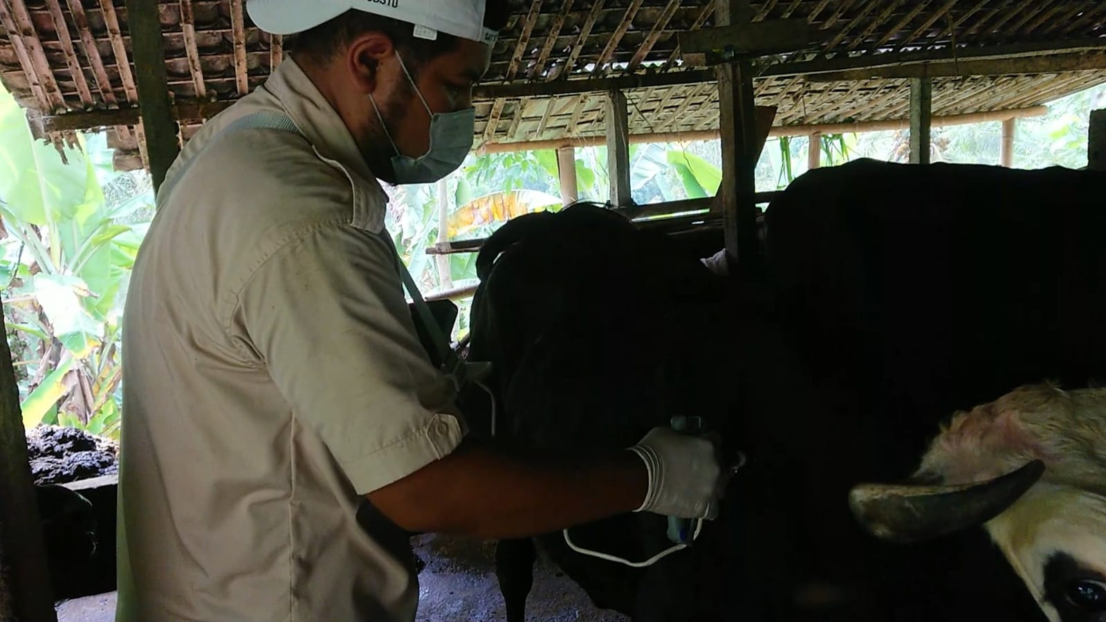 Vaksinasi PMK di Desa Gambiran Kecamatan Pagerwojo