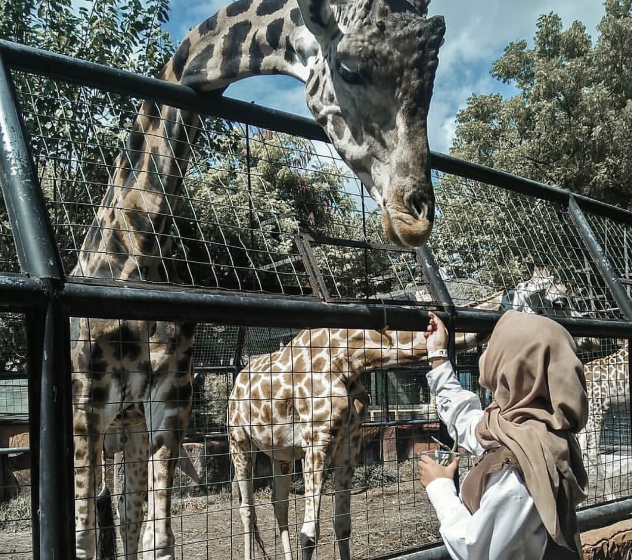 Pengunjung memberi makan jerapah di Maharani Zoo dan Goa Lamongan (dok: tangkapan layar instagram)