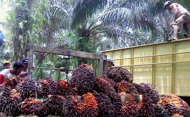 Tandan Buah Segar Sawit