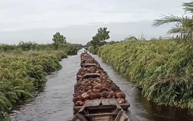 Beberapa perahu membawa tandan buah segar (TBS) buah sawit melalui jalur air menuju Malaysia untuk dijual.