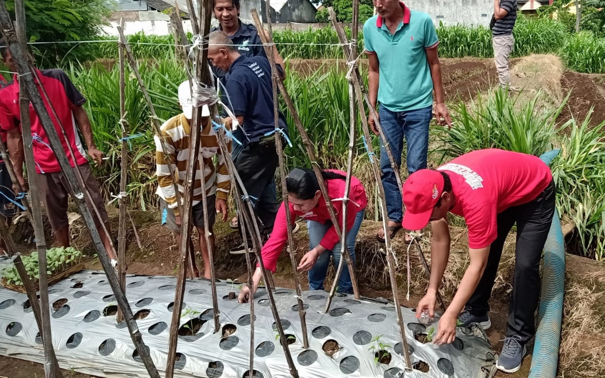 Aksi tanam Melon DPC PDI Perjuangan Kota Probolinggo dengan para petani 