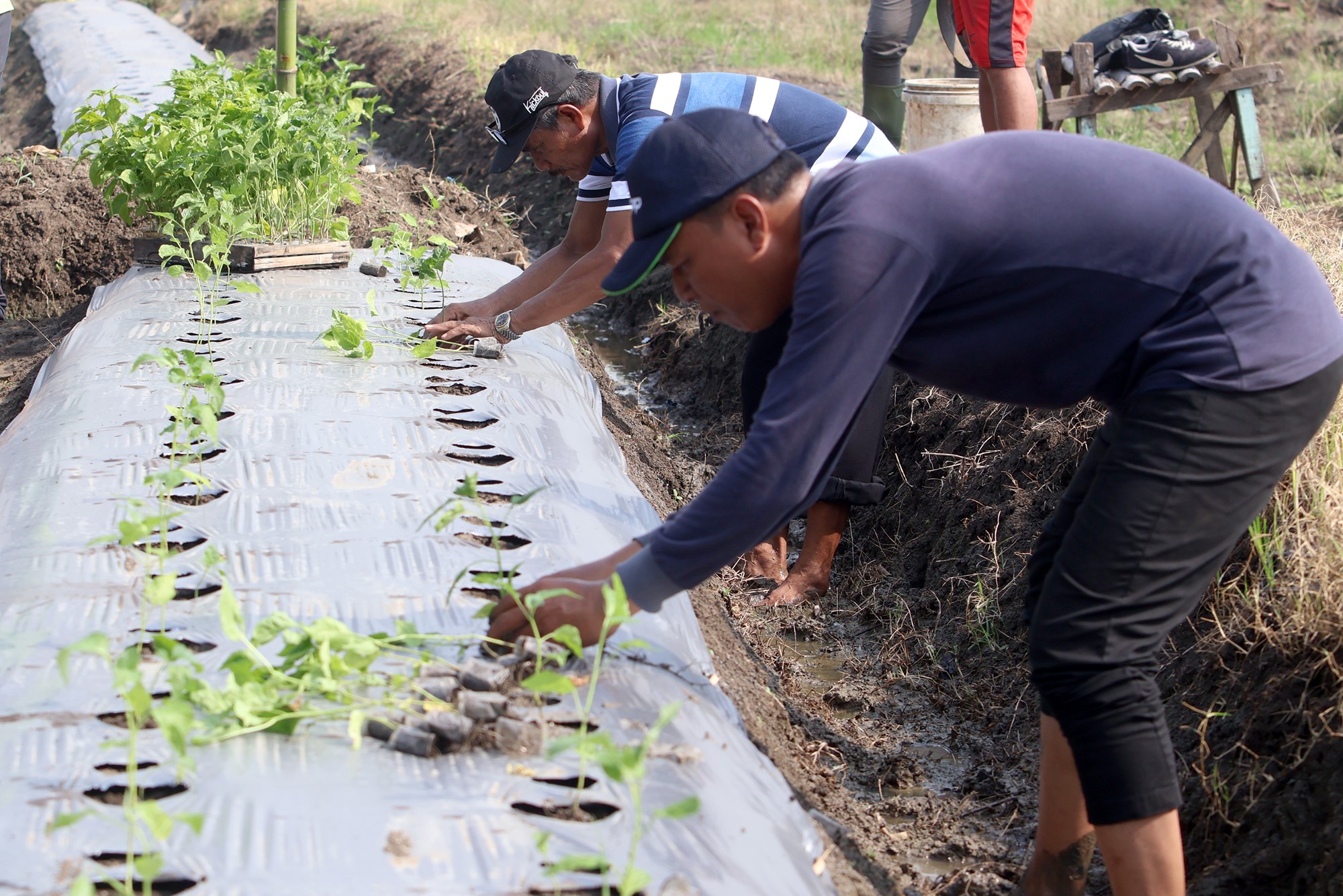 DKPP menanam 1 juta bibit cabai secara serentak di berbagai penjuru kota Surabaya