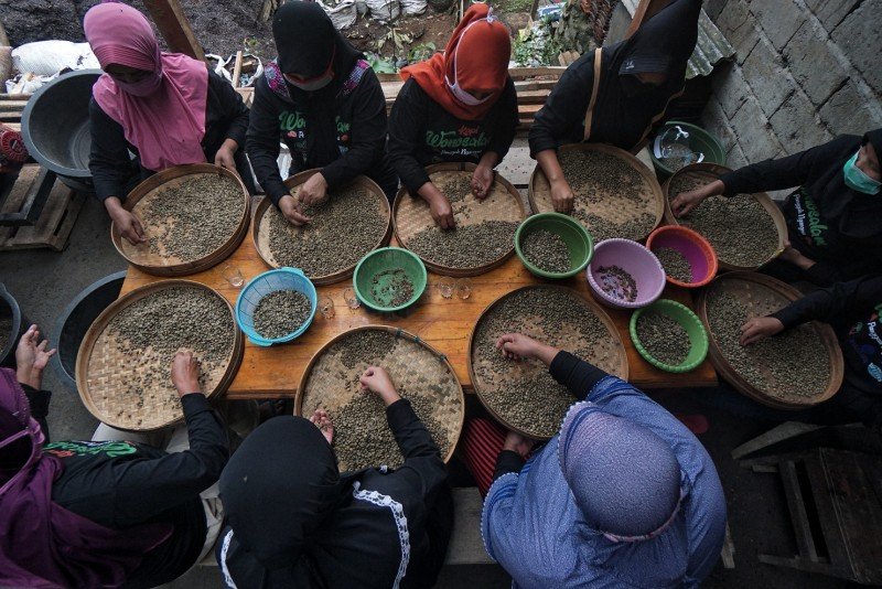 Ilustrasi petani kopi. (DOK)