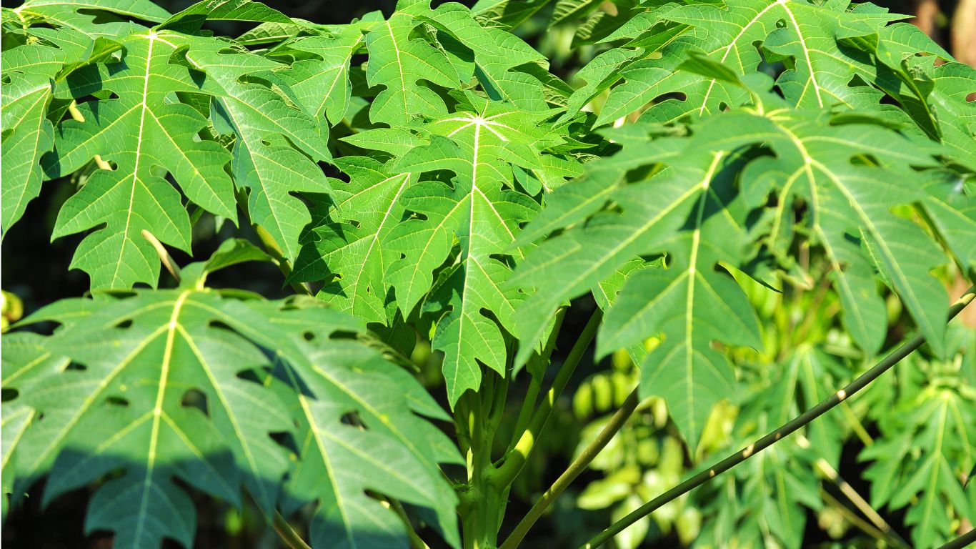 Daun pepaya, salah satu daun yang diyakini ampuh mengatasai kolestrol