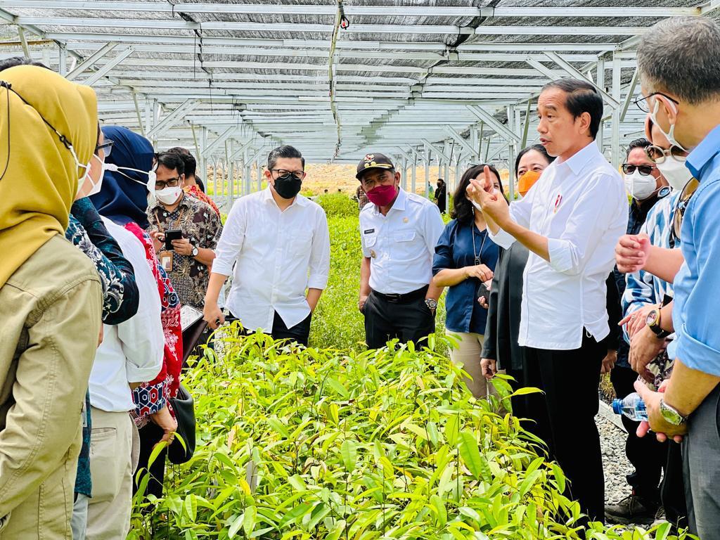 Presiden Joko Widodo mengawali kunjungan kerjanya ke Provinsi Kalimantan Timur dengan meninjau Persemaian Mentawir di Kabupaten Penajam Paser Utara, Rabu, 22 Juni 2022. 