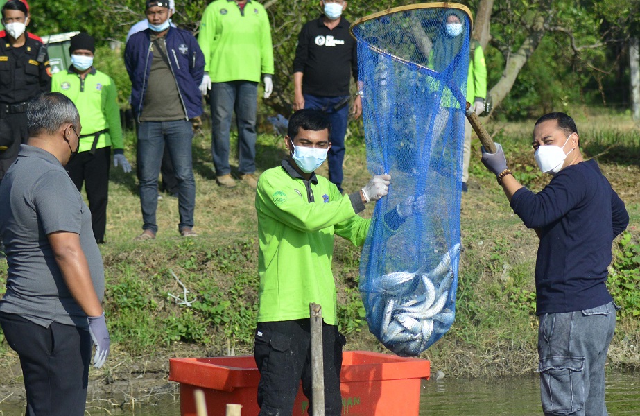 Wali Kota Surabaya Eri Cahyadi saat melakukan panen hasil budidaya bandeng di Mangrove Wonorejo, Jumat (12/3/2021). (Foto:Byta/Bacasaja.id)