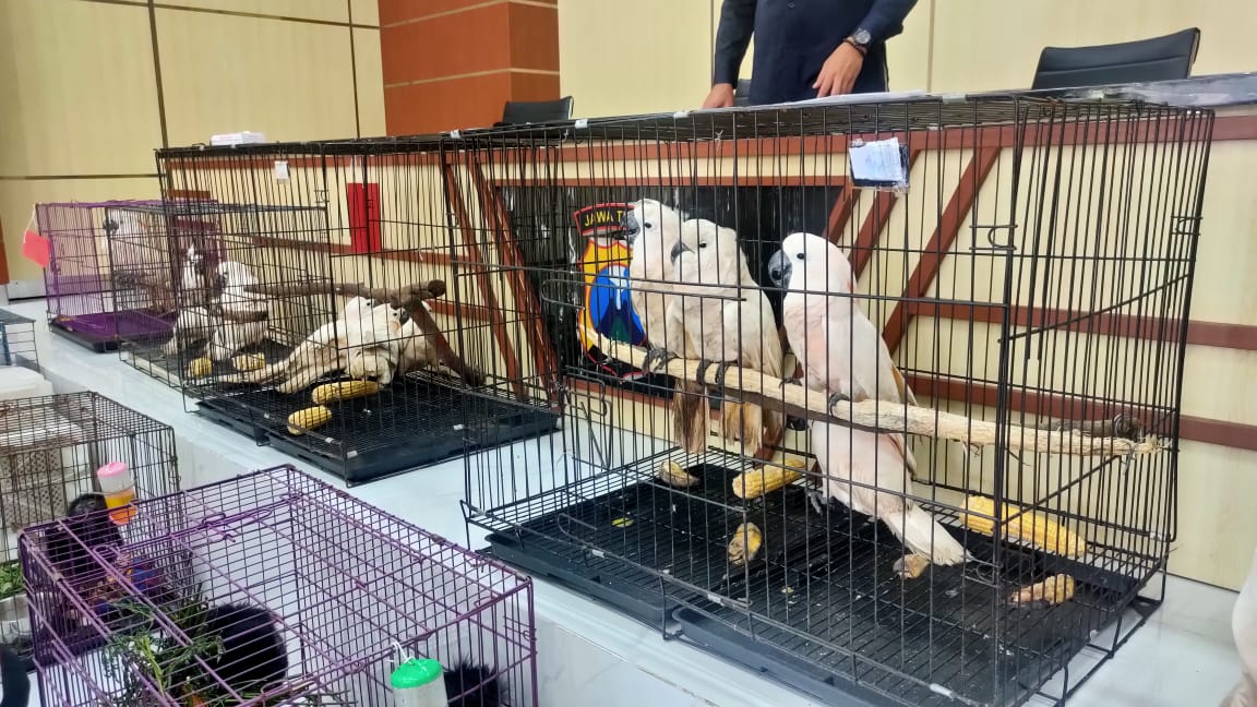 Polisi dan BKSDA menunjukkan barang bukti hasil pengungkapan penjualan satwa langka. 