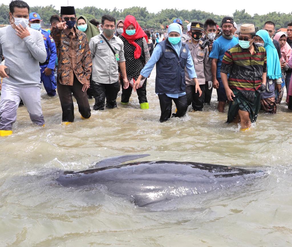 Gubernur Jawa Timur Khofifah Indar Parawansa dan Forkopimda setempat melepaskan paus yang masih hidup di Perairan Desa Paterman, Madura. (IST) 