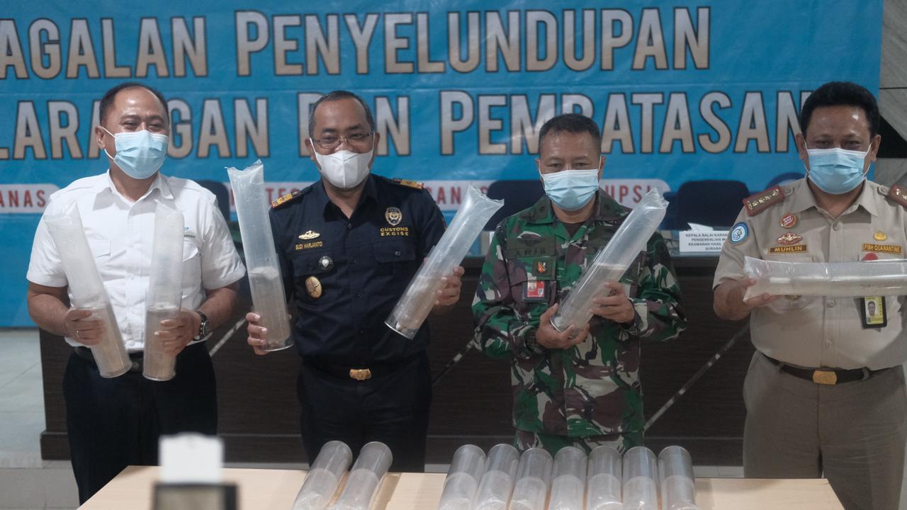 Petugas menunjukkan benih bening lobster yang disita dari tersangka S yang akan dikirimkan ke Batam.(Istimewa) 
