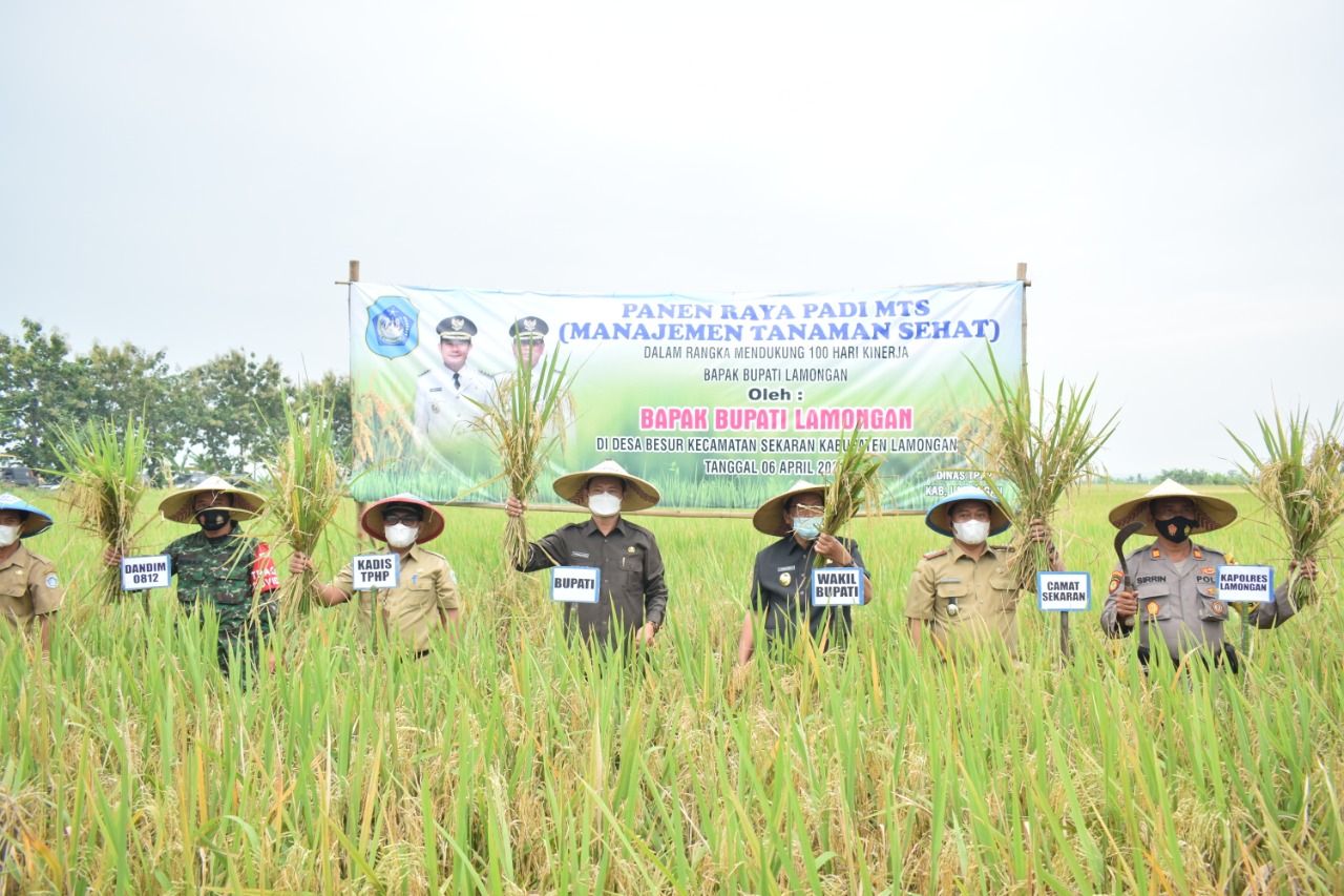 Produktivitas padi di Lamongan meningkat berkat MTS Pasbesur