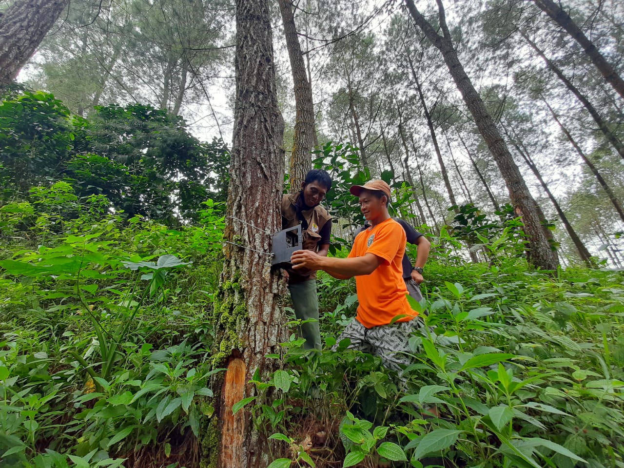 Petugas BKSDA memerika trap kamera yang dipasang di hutan guna memantau harimau yang dilaporkan warga. (Foto : Noyo/Bacasaja.id)