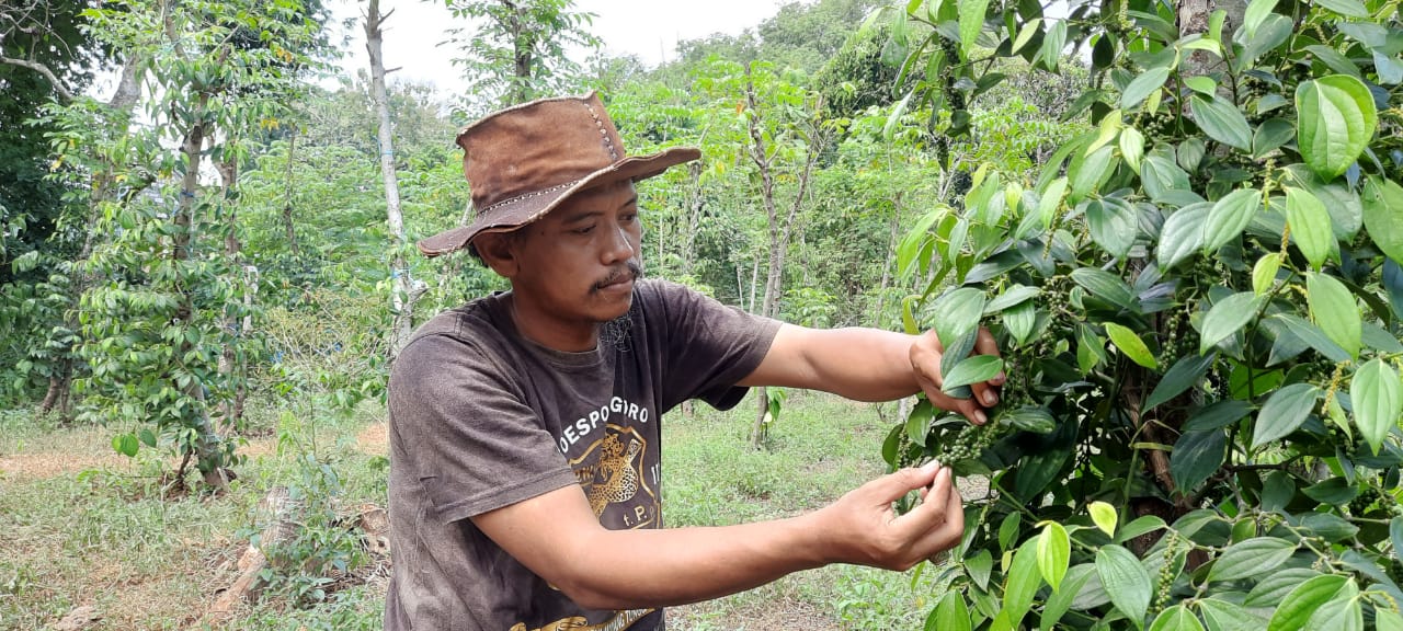 Farid Hasan saat memilih tanaman Lada hitam di kebun, Selasa (25/5/2021). 