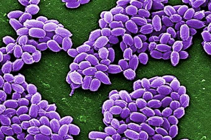 Ilustrasi virus anthrax