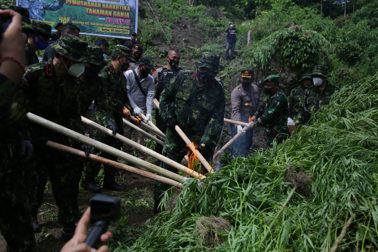Pemusnahan ladang ganja seluas 2 hektare di kawasan Aceh Besar,