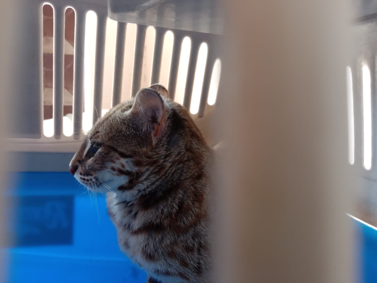 Kucing hutan atau macan Rembah tangkapan warga yang diserahkan ke BKSDA.