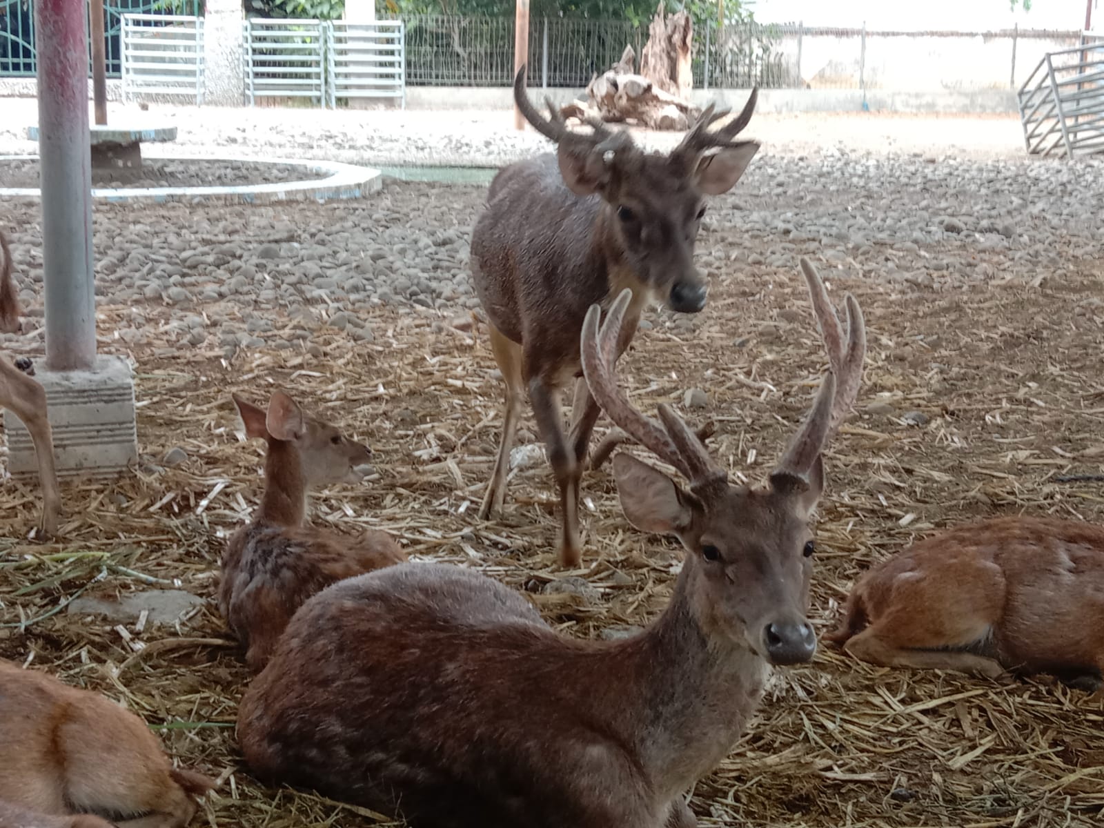 Rusa di kebun binatang mini Pendopo Kabupaten Tulungagung.