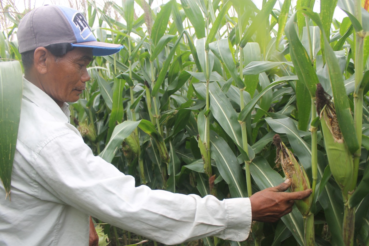 Sakur tunjukan jagung yang rusak dimakan tikus.