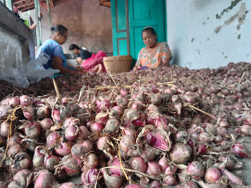 Sanik saat mebersihkan bawang merah hasil panennya.