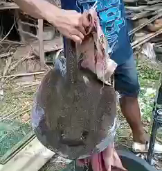 Ikan predator jenis ikan pari air tawar yang ditemukan oleh warga di Sungai Brantas. (istimewa)
