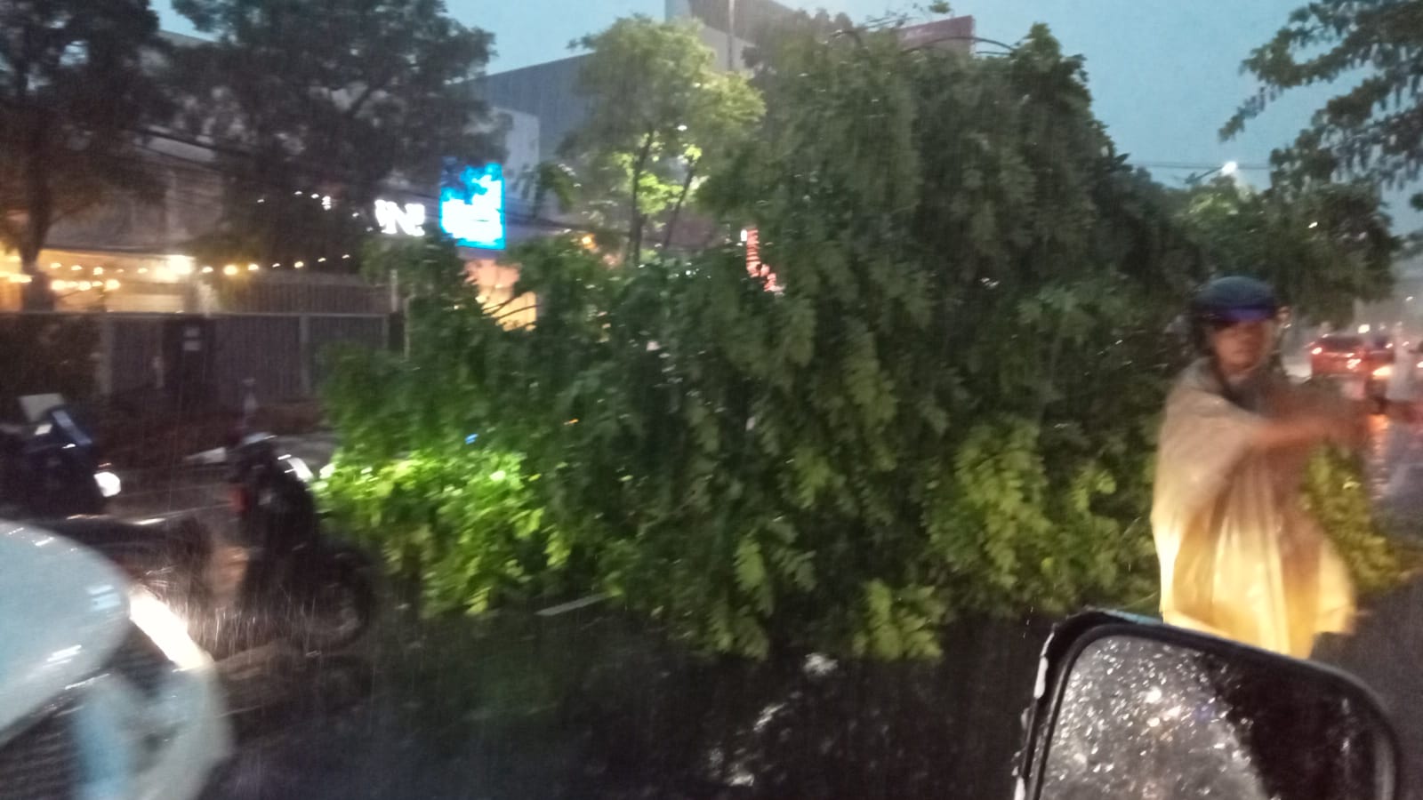 Pohon tumbang di antranya di Jalan Ahmad Yani Surabaya.