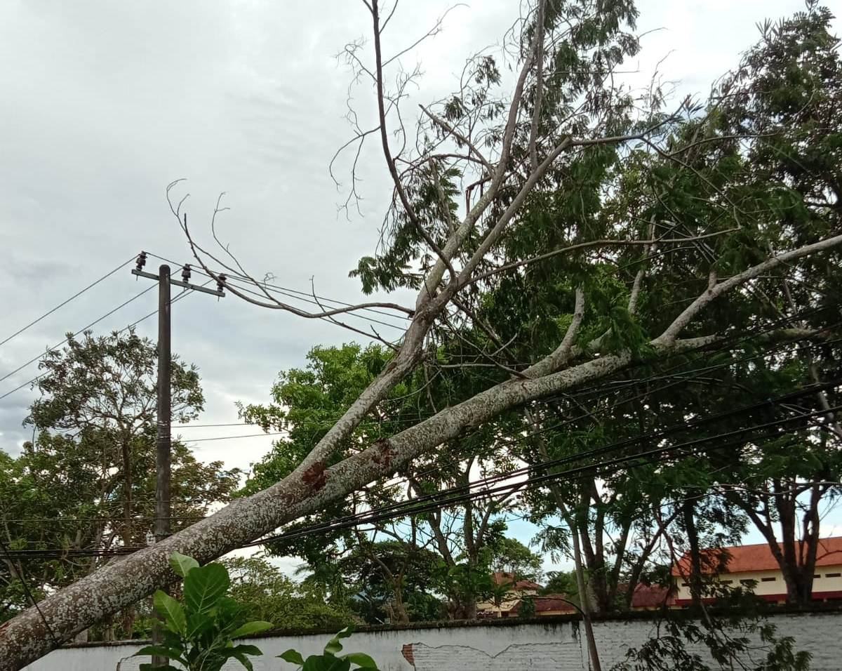 Pohon tumbang di Kecamatan Kauman yang menimpa kabel listrik
