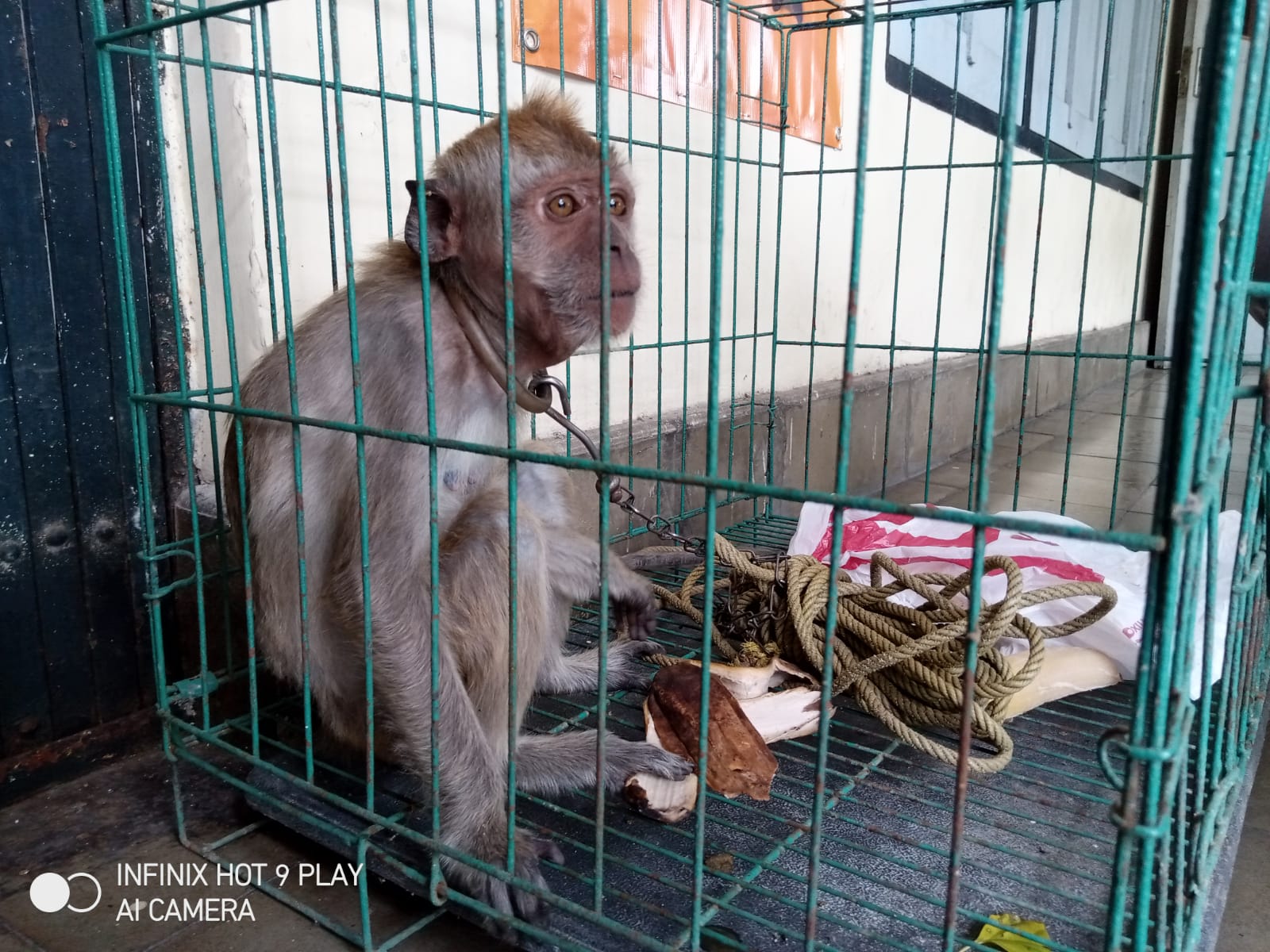 Angel dimasukan kandang untuk dibawa ke kantor Satpol PP.