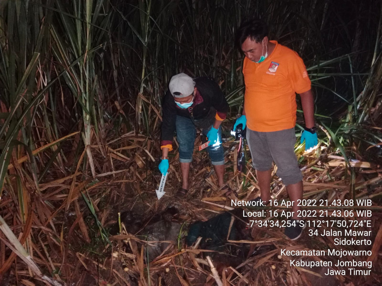 Warga saat mencari korban ditengah perkebunan tebu.