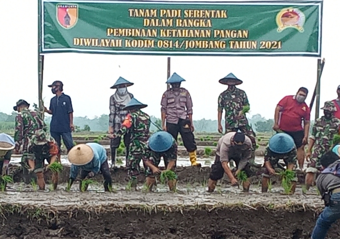 Dandim 0814- Jombang Letkol Inf, Triyono bersama Muspika Ngoro menanam padi