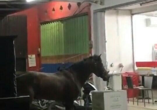 Seekor kuda berdiri di depan minimarket Alfamart samping SPBU Gambut, Kabupaten Banjar. Video ini viral di medsos.