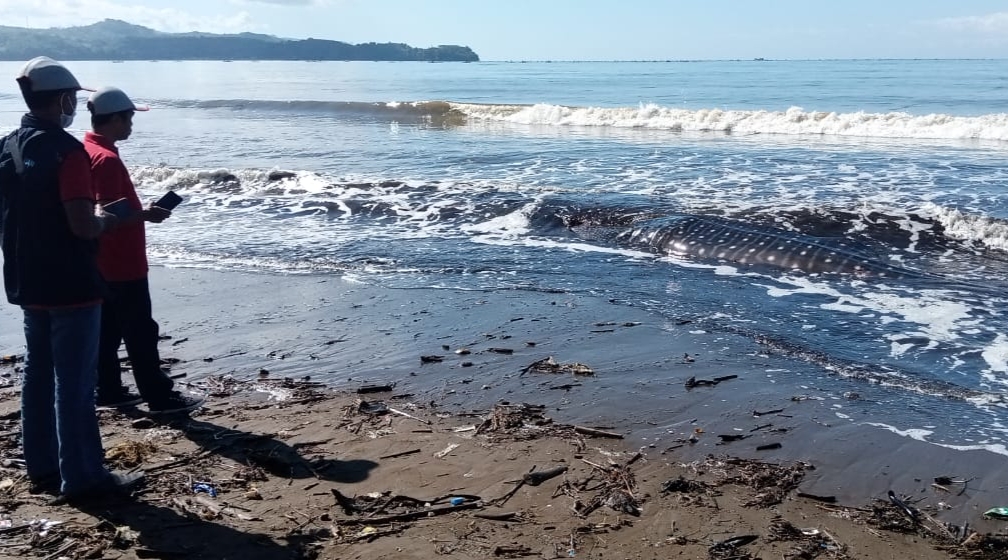 Bangkai ikan hiu paus yang terdampar di Pantai Bayem, Tulungagung