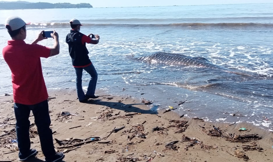 Warga melihat ikan hiu paus yabg terdampar di Pantai Bayem Tulungagung