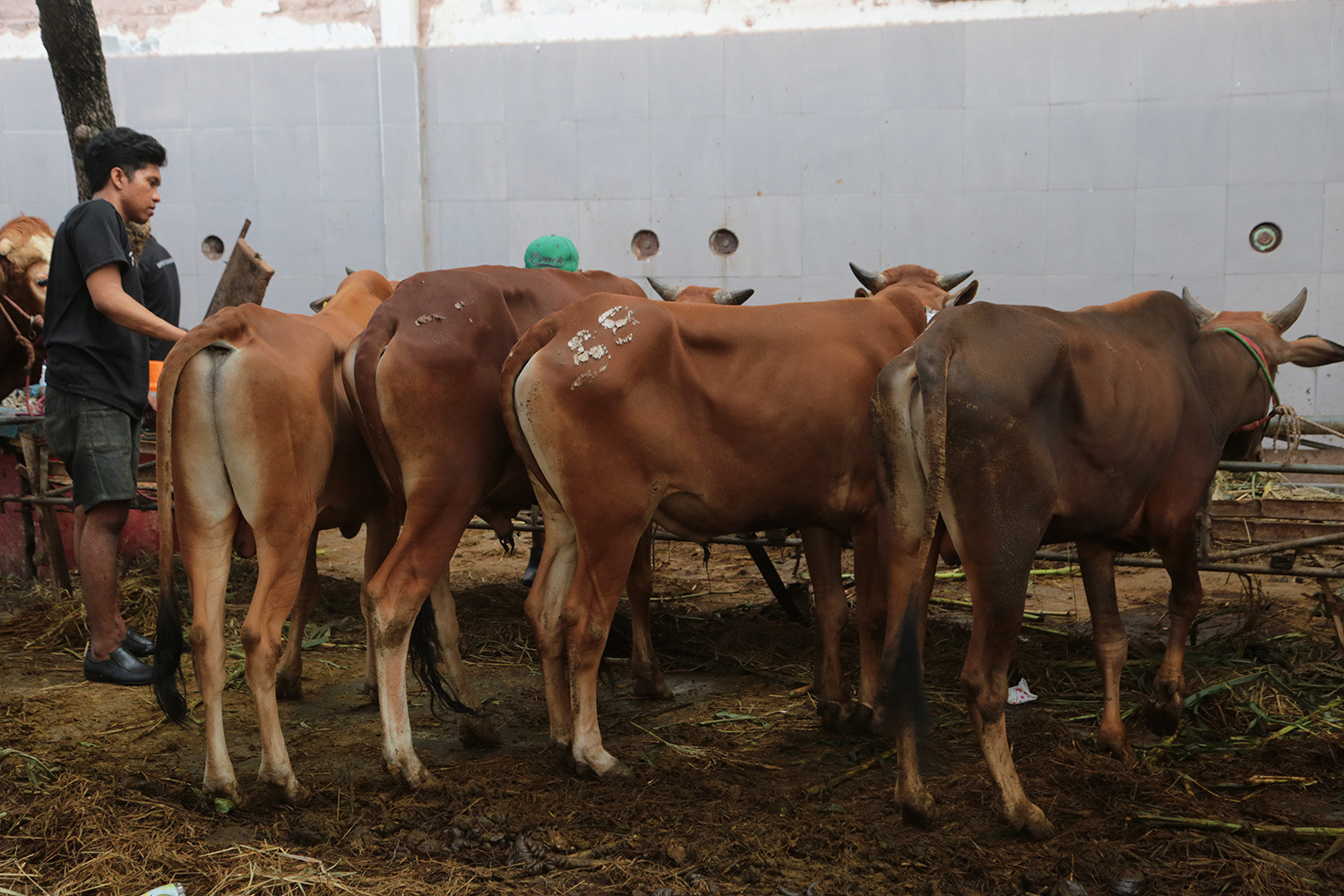 Masyarakat diimbau agar tidak membuang limbah rumen hewan kurban sembarangan