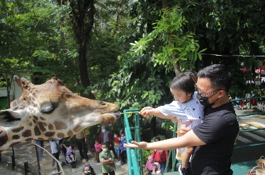 Theodorus, bersama istri Eva Novita, dan anak Freesya Kirana saat mengikuti program Feeding Time Satwa, yakni Jerapah di Kebun Binatang Surabaya.