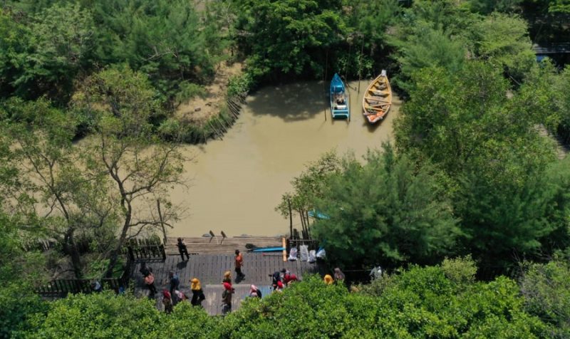 Kawasan wisata mangrove di Surabaya.