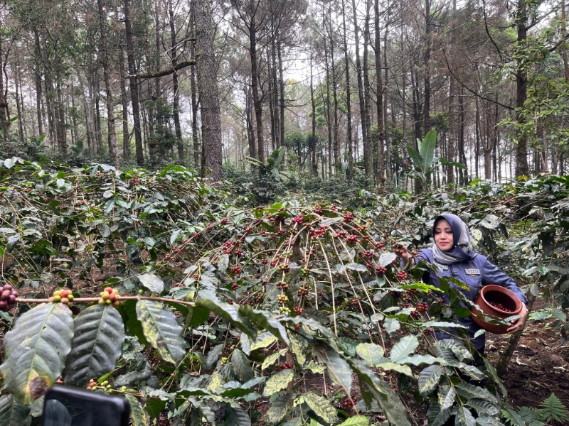 Bupati Mojokerto saat melakukan petik kopi di perkebunan Desa Ketapanrame, Kecamatan Trawas, Kabupaten Mojokerto beberapa waktu lalu. Dok. Bumdes Ketapanrame.